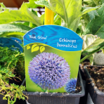 Ježibaba modrá (Echinops bannaticus) ´BLUE GLOW´ - kont. P9